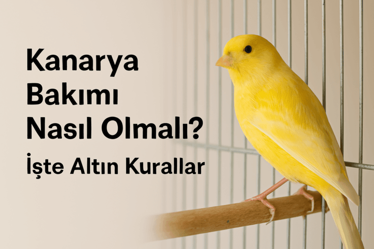 Kanarya Bakımı Nasıl Olmalı