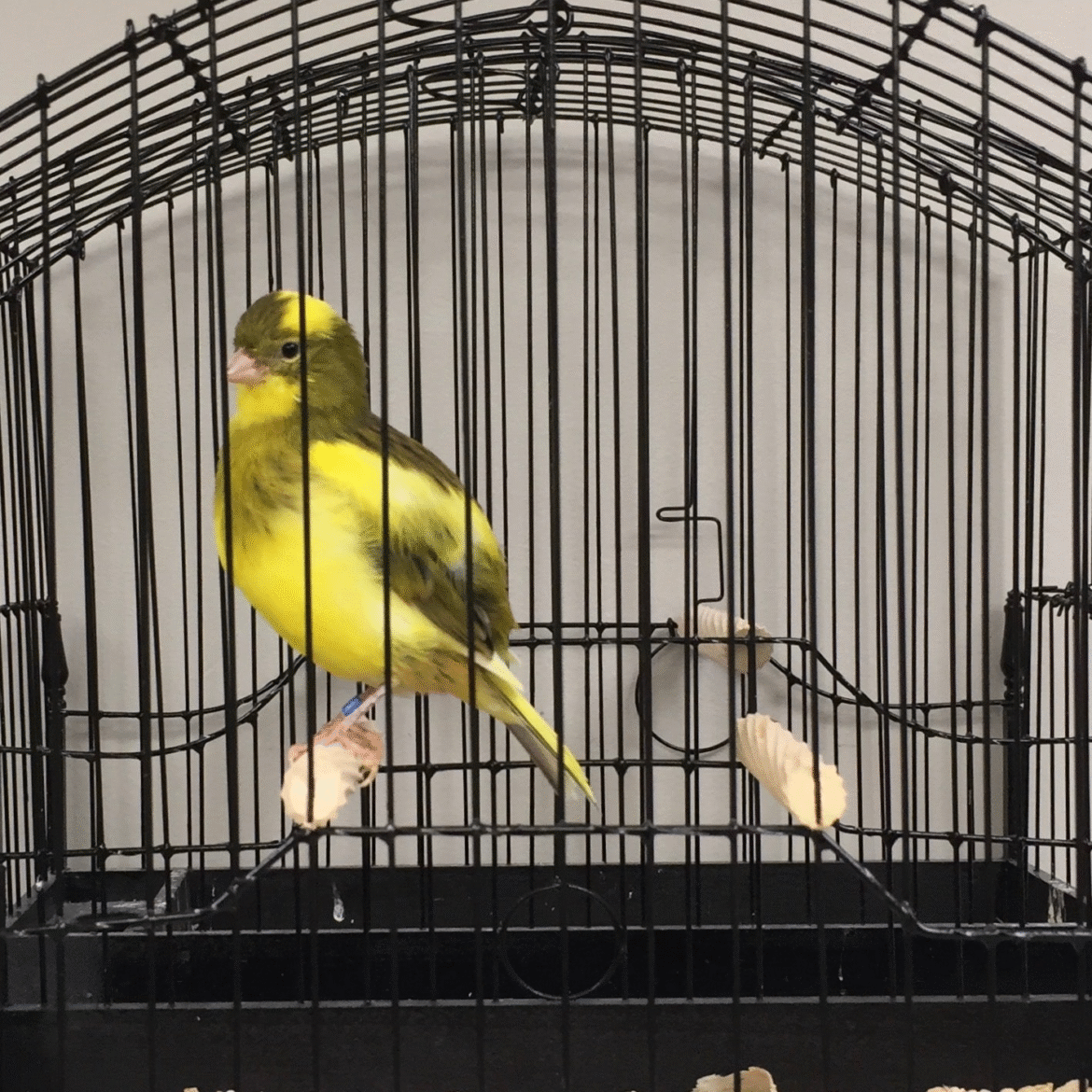 Border Kanarya Border Fancy Canary