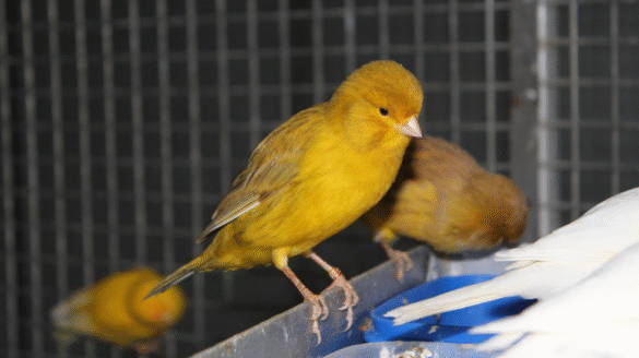 Border Kanarya G&ouml;rseli