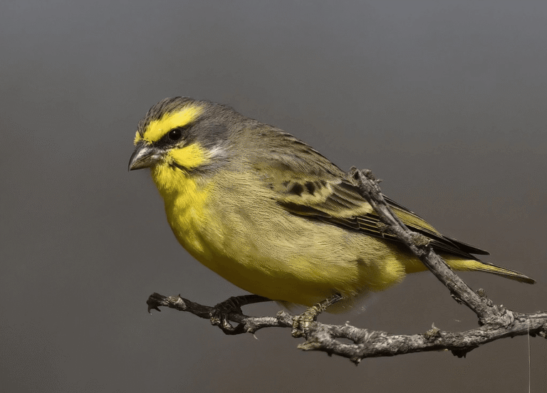 Mozambik Kanaryası Fotoğrafı