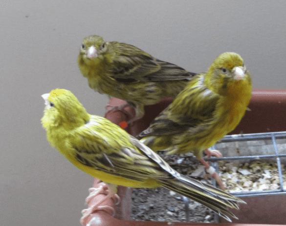 Timbrado Kanaryaları