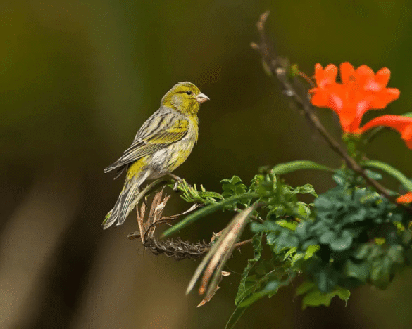 Timrado Kanaryası Fotoğrafı