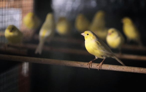 Wasterslager Kanarya