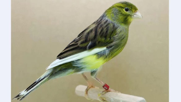 Raza Español Kanaryası Özellikleri Ve Bakımı