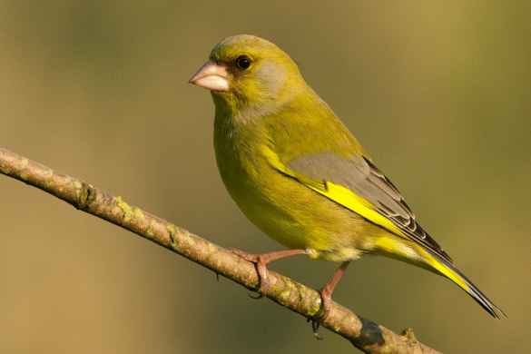 Florya Kuşu &Ouml;zellikleri Dağılımı Ve Yaşam Alanları