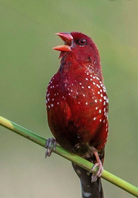 Çilek İspinozu Fotoğrafı