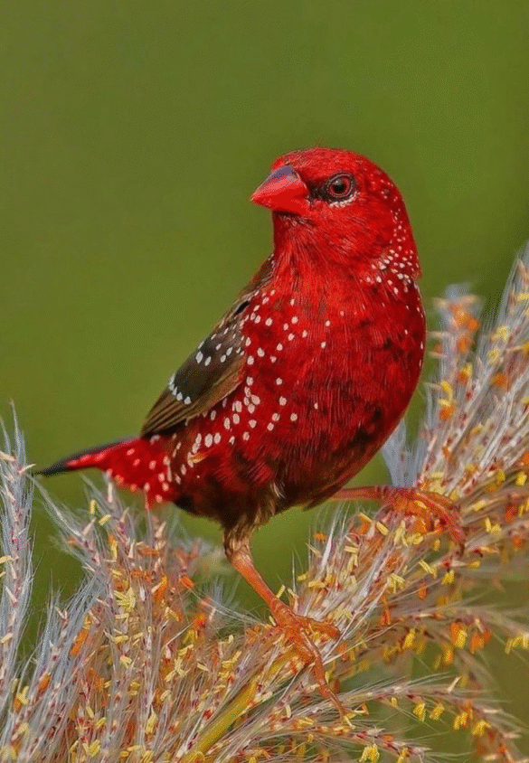 Çilek İspinozu Kuşu