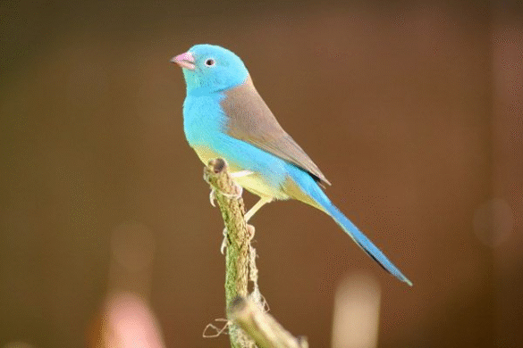Cordon Bleu Finch Uraeginthus Cyanocephalus