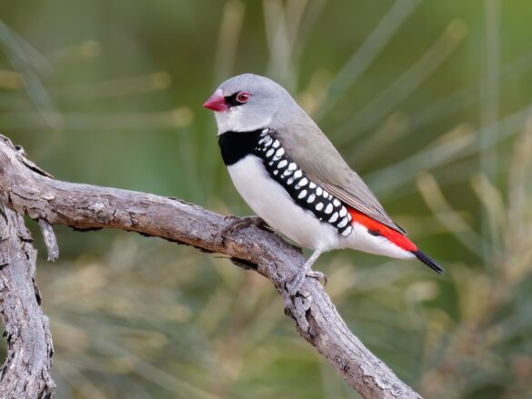 Elmas İspinozu Fotoğrafı
