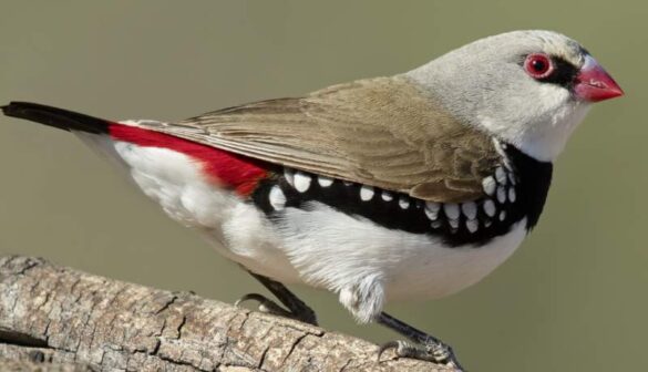 Elmas İspinozu Resmi