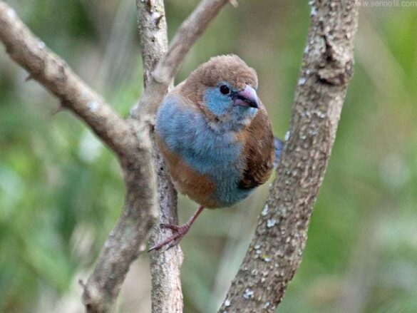Cordon Bleu Finch