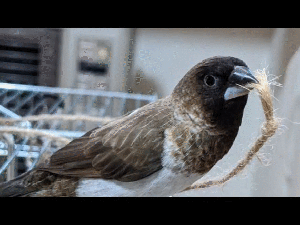 Bengal Ispinoz Kuşu