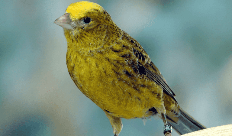 Lizard Kanarya Kuşu