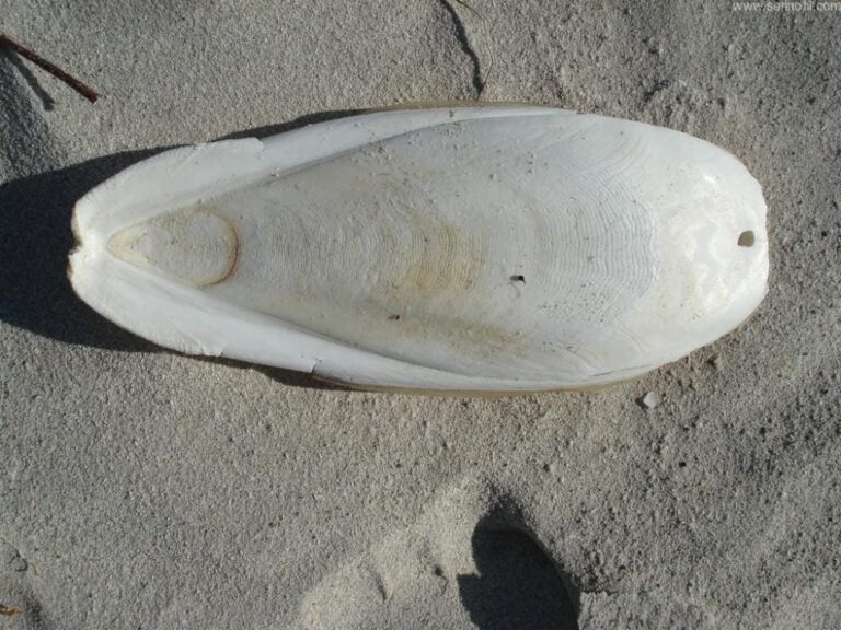 Kalamar