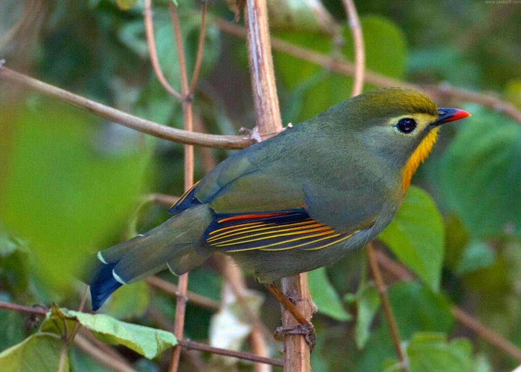 Red Billed Leiothrix1 çin bülbülü