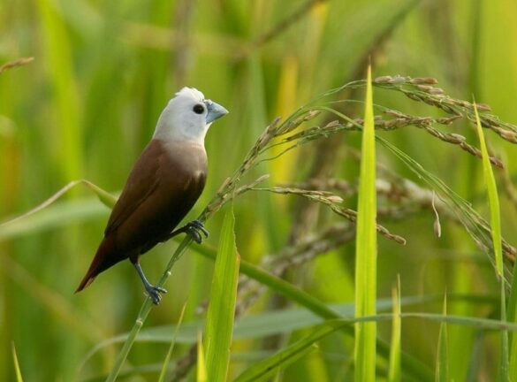 Beyaz Başlı Mannikin