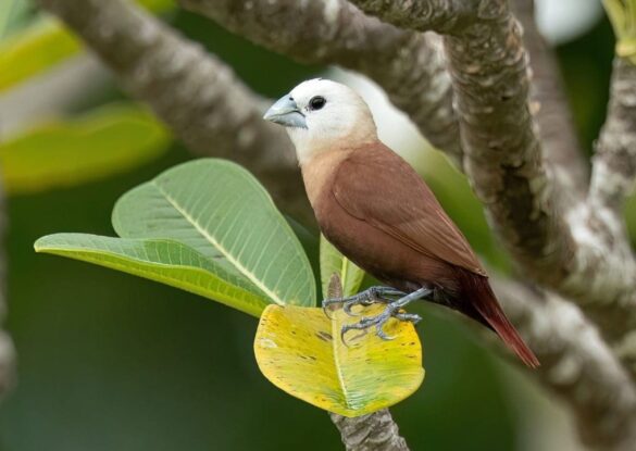 Beyaz Başlı Mannikin