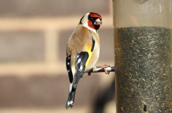 Bird 3331507 Scaled