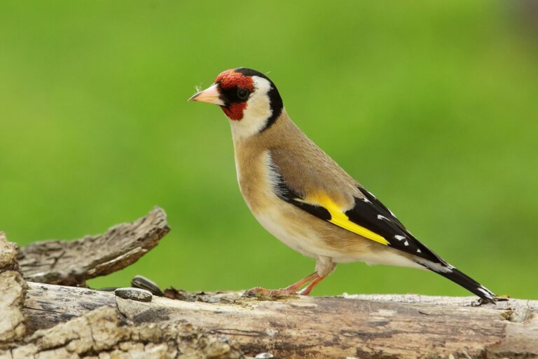 Saka Kuşu - (European) Goldfinch