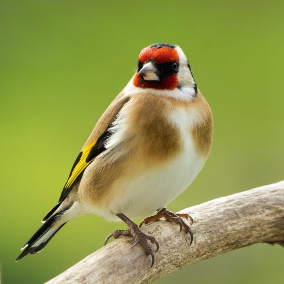 Bird 7772426 Scaled