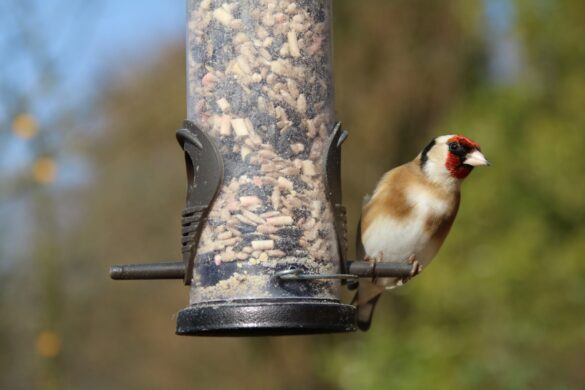 Goldfinch 1251025 Scaled