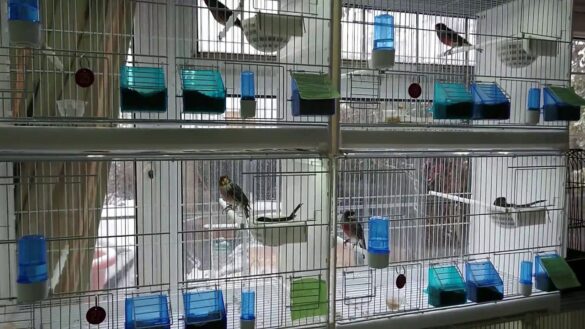 Kanarya Üretim Sezonu