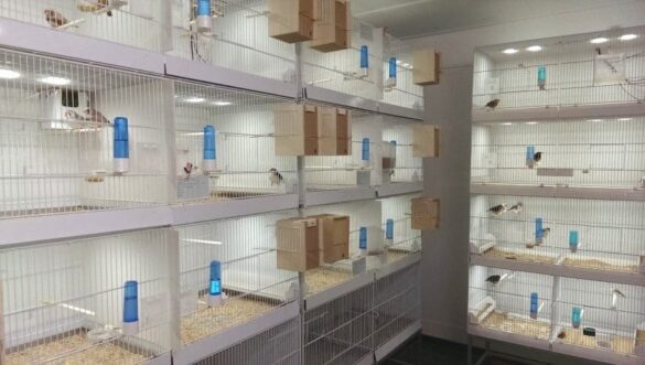 Kuşlar için ışıklandırma