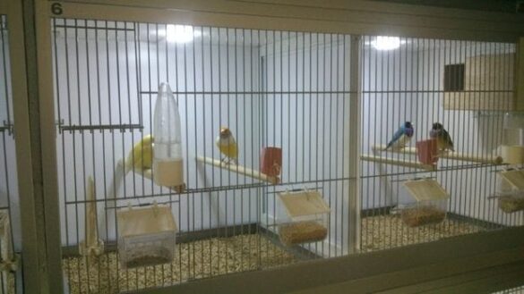 Kuşlar için ışıklandırma