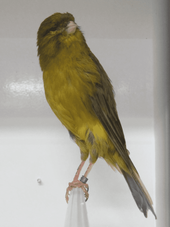 Yorkshire Kanaryası