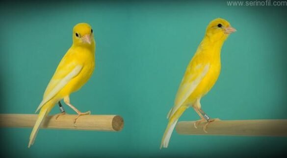 Raza Español Kanaryası Özellikleri ve Standartları