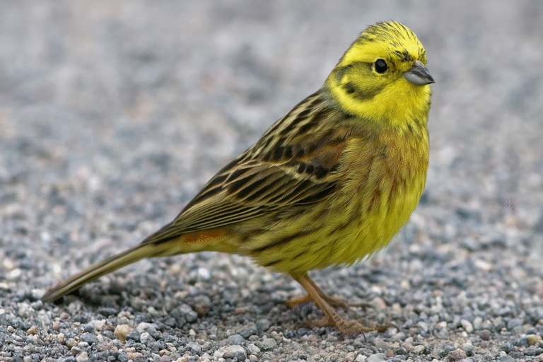 Sarı Kiraz Kuşu Emberiza Citrinella Özellikleri Ve Yaşam Alanı