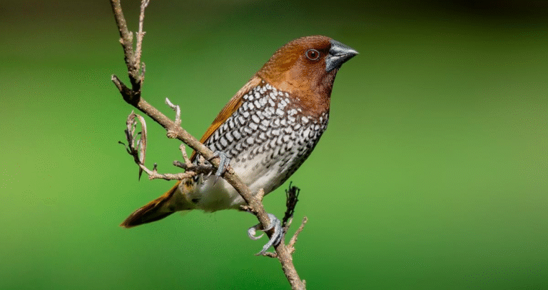 Baharat İspinozu Özellikleri Bakımı Ve Üretimi