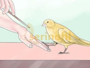 Kanaryayı Ele Alıştırma