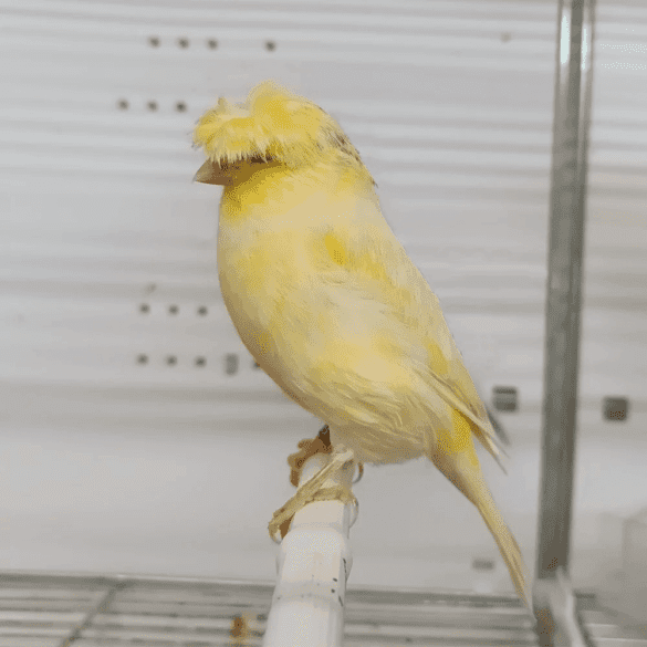 Crested Kanarya