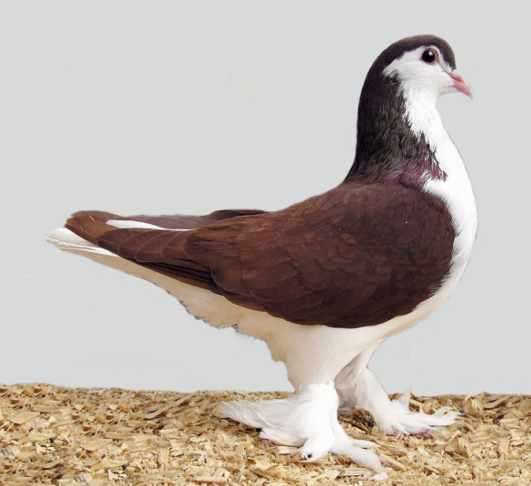 Lahor G&uuml;vercini Kırmızı