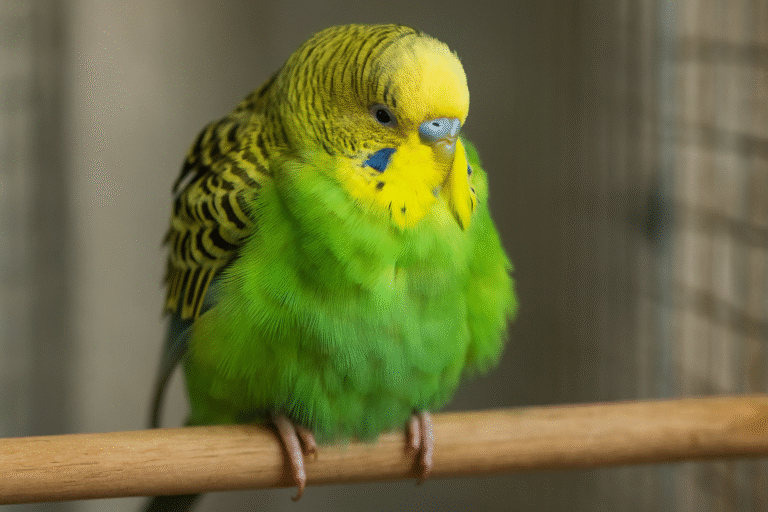 Muhabbet Kuşu Hastalıkları Ve Belirtileri