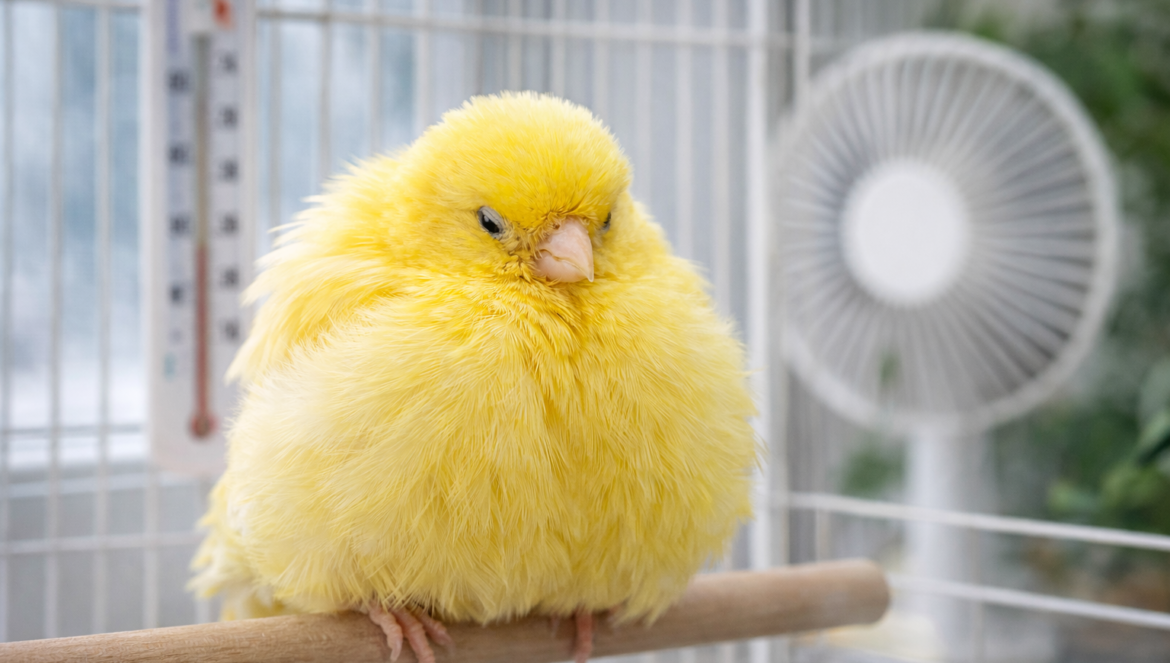 Kanarya Neden Sürekli Kabarık Durur Sebepleri Ve Çözümü