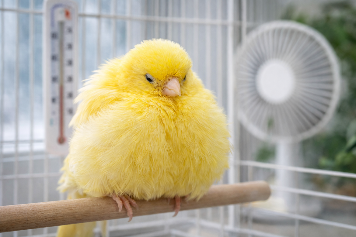 Kanarya Neden Sürekli Kabarık Durur Sebepleri Ve Çözümü