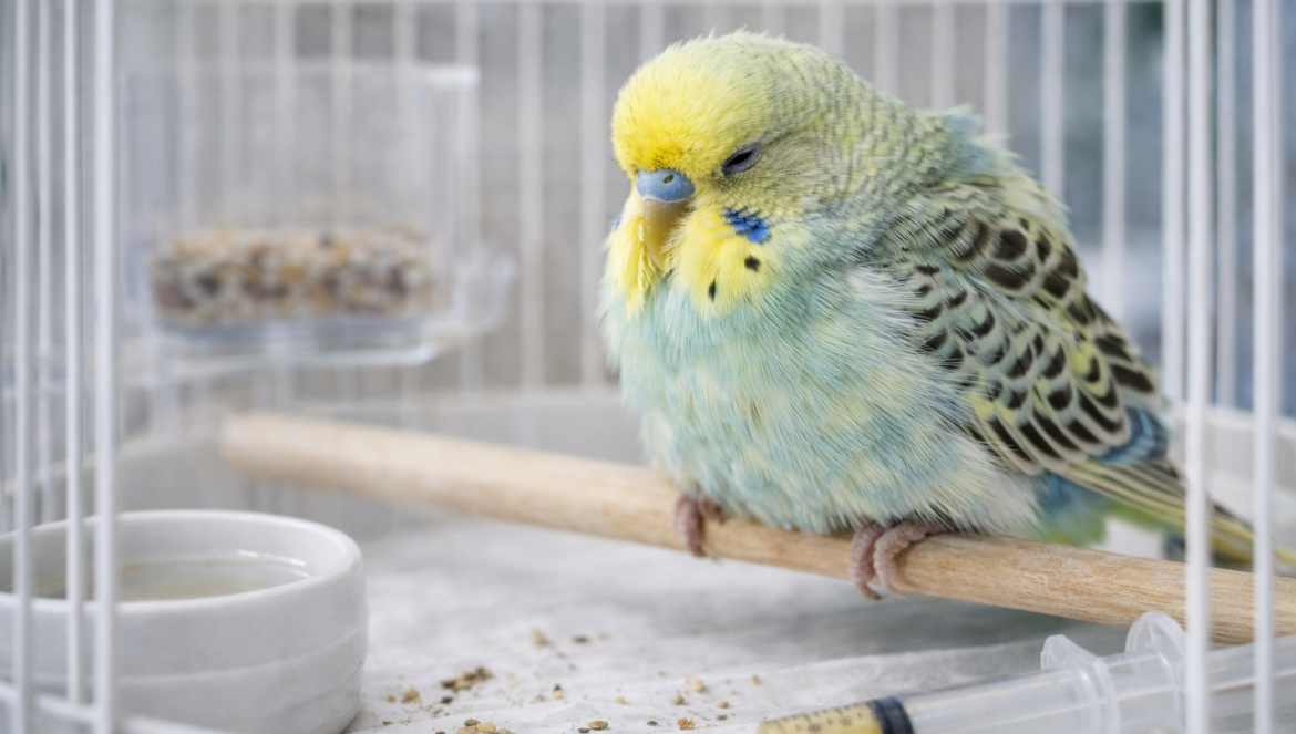 Muhabbet Kuşlarında Yaygın Hastalıklar Ve Belirtileri