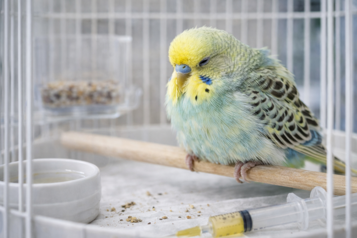 Muhabbet Kuşlarında Yaygın Hastalıklar Ve Belirtileri