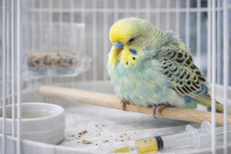 Muhabbet Kuşlarında Yaygın Hastalıklar Ve Belirtileri